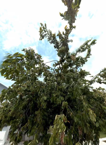 tree photo