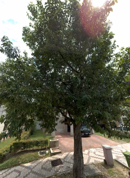 tree photo