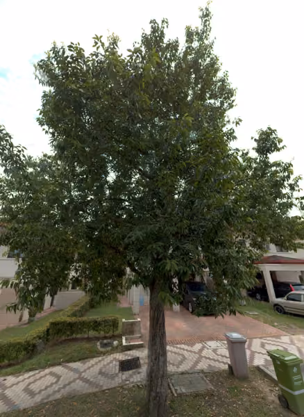 tree photo