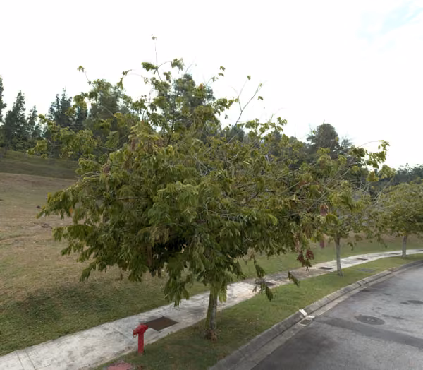 tree photo