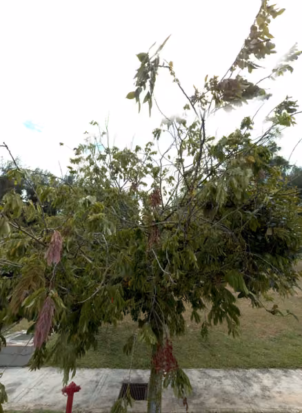 tree photo