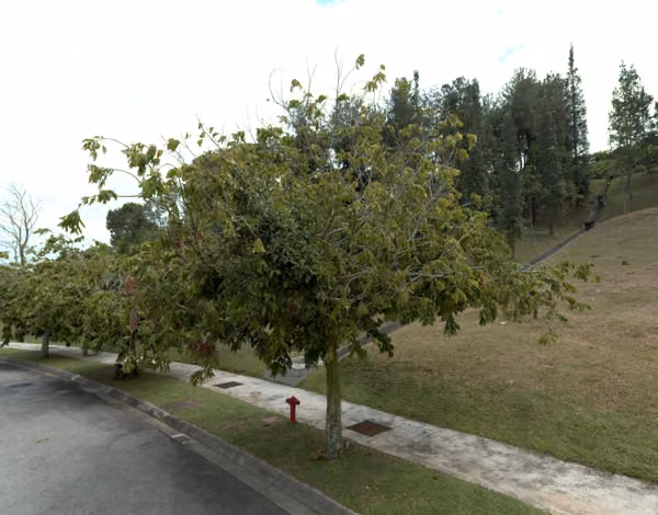 tree photo