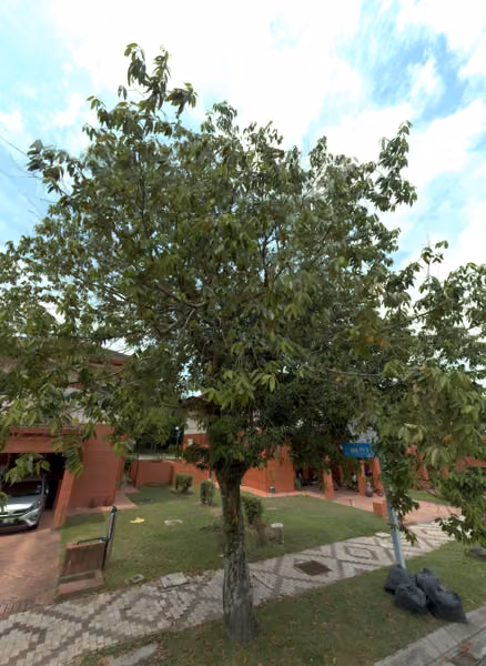 tree photo