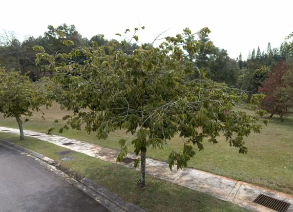 tree photo