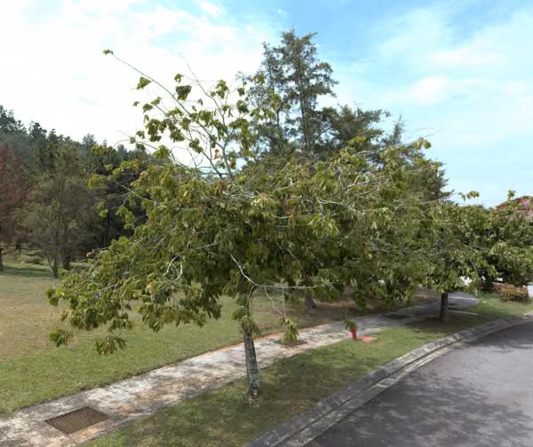 tree photo