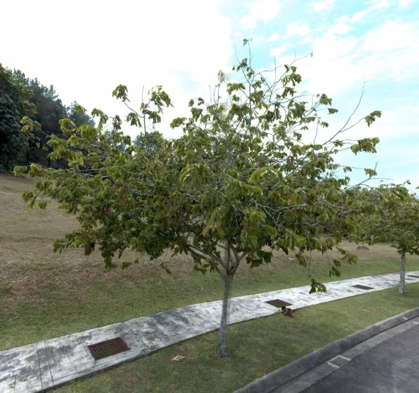 tree photo