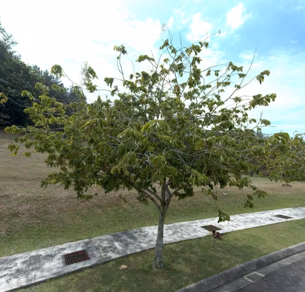 tree photo