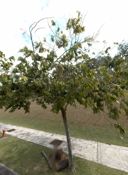 tree photo