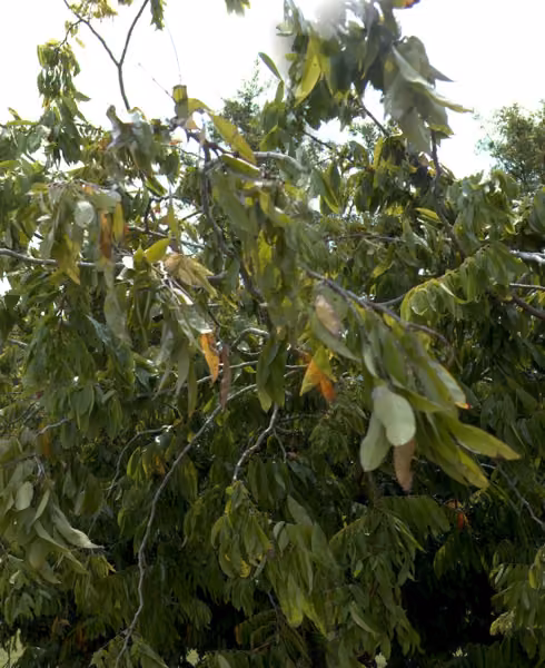 tree photo