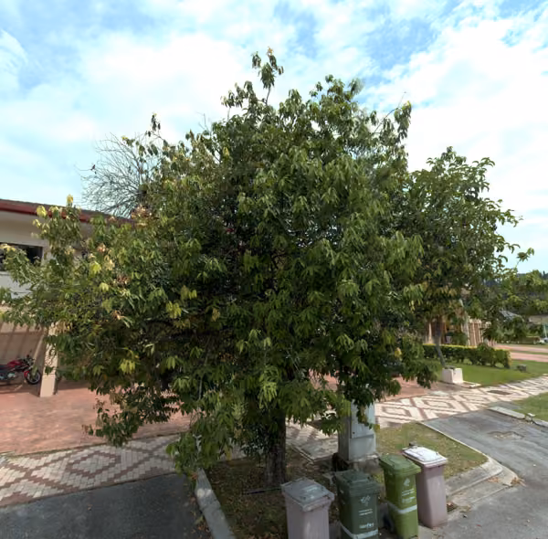 tree photo
