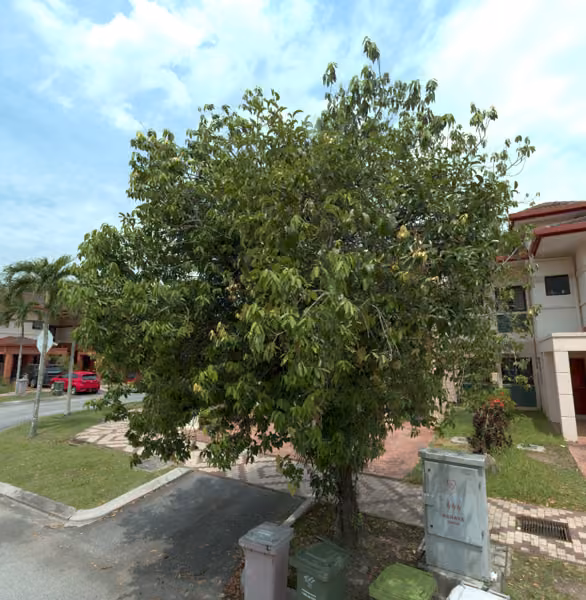 tree photo