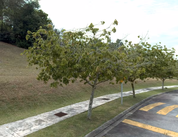 tree photo