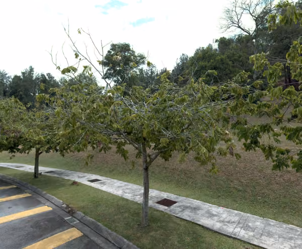 tree photo