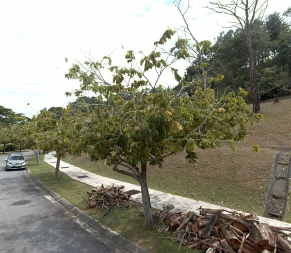 tree photo