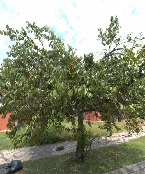 tree photo