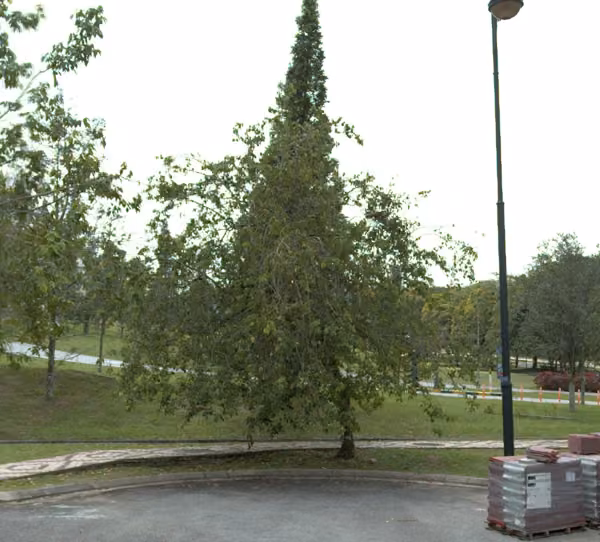 tree photo