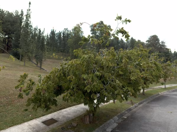 tree photo