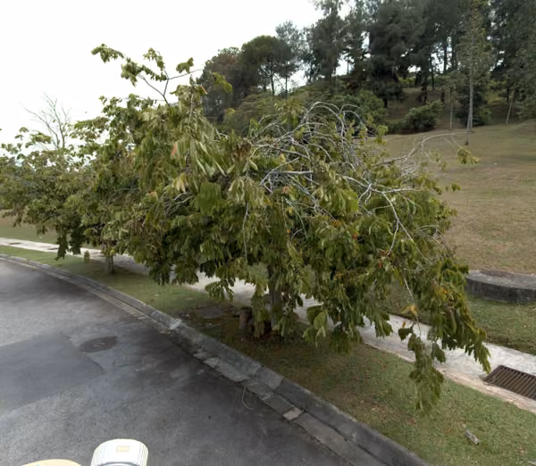 tree photo