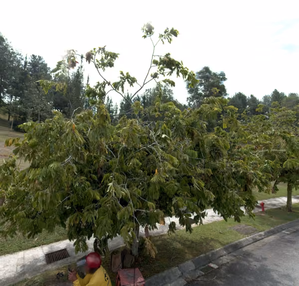 tree photo