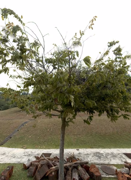 tree photo