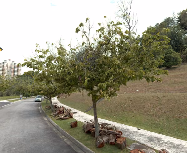 tree photo