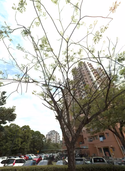 tree photo