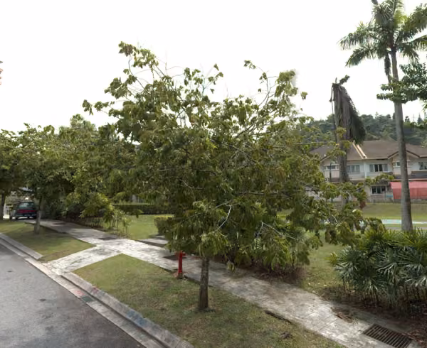 tree photo
