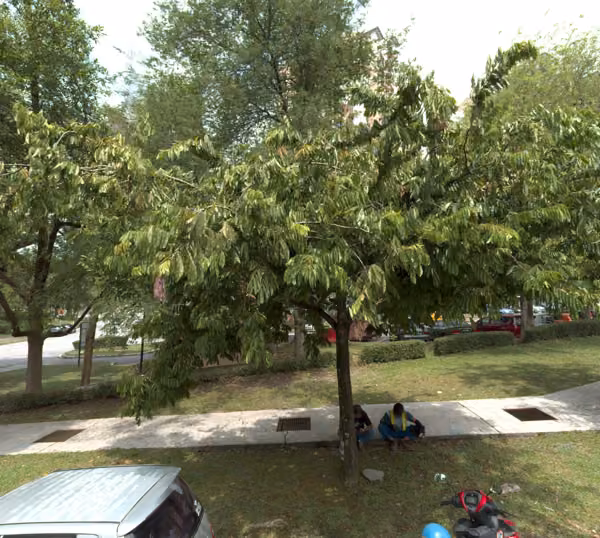 tree photo