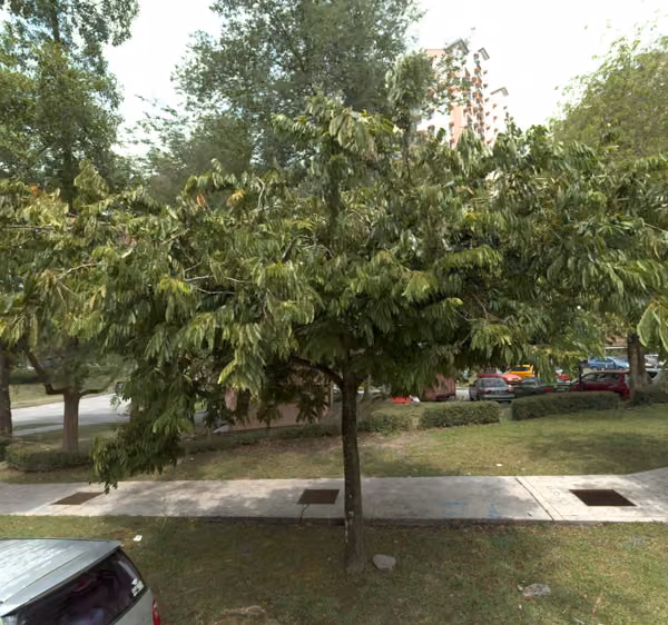 tree photo