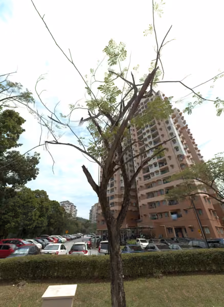tree photo