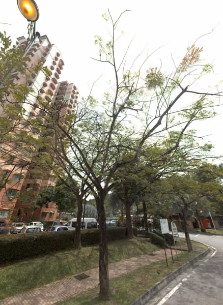 tree photo