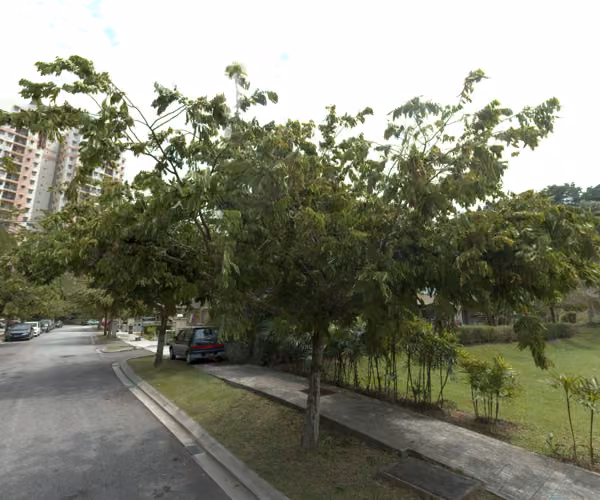 tree photo