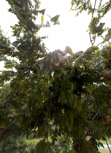 tree photo