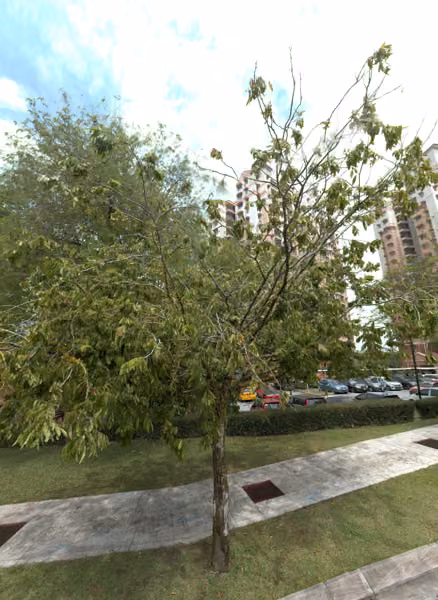 tree photo