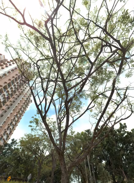 tree photo