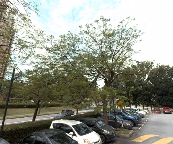 tree photo