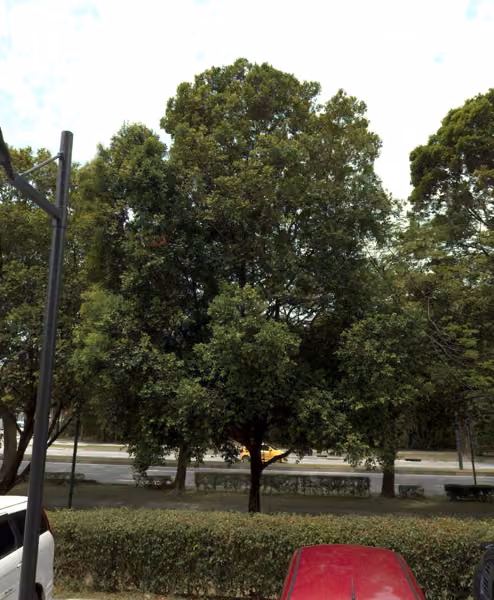 tree photo