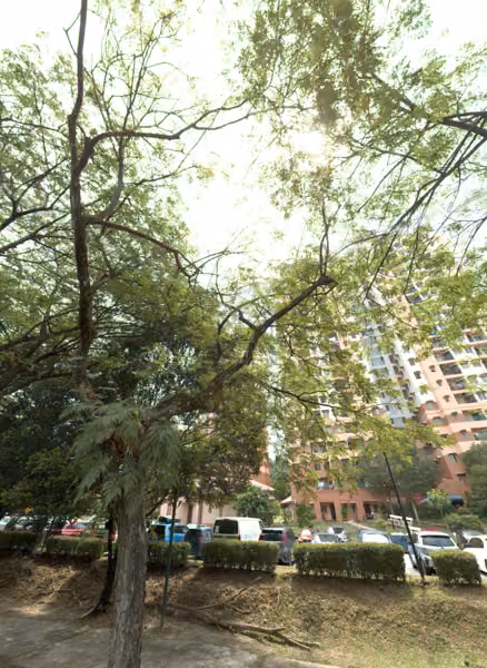 tree photo