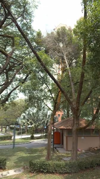 tree photo