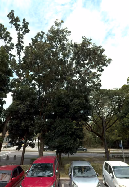 tree photo