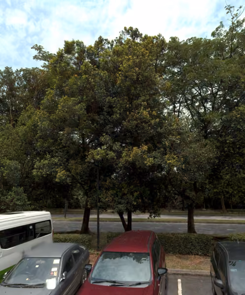tree photo