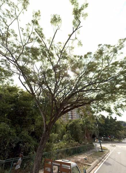 tree photo