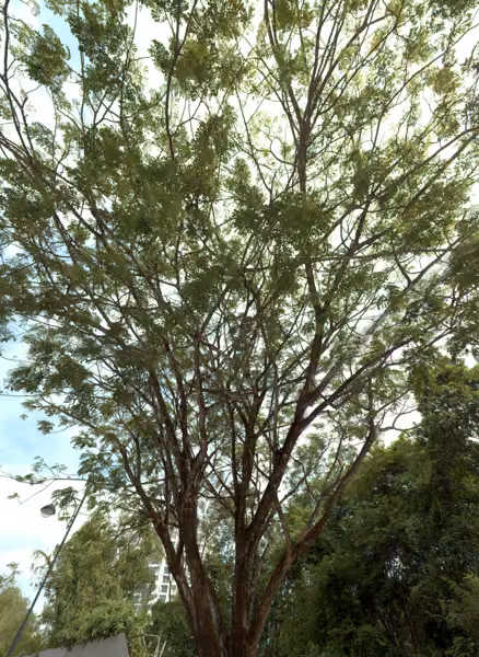 tree photo