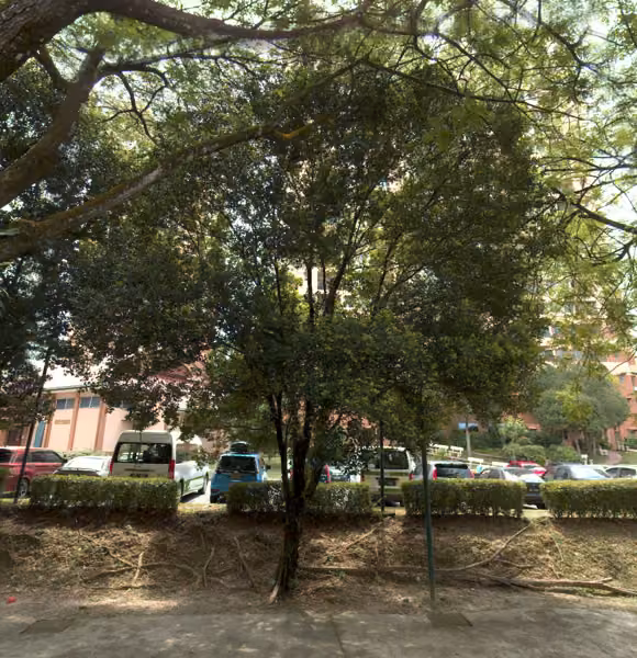 tree photo
