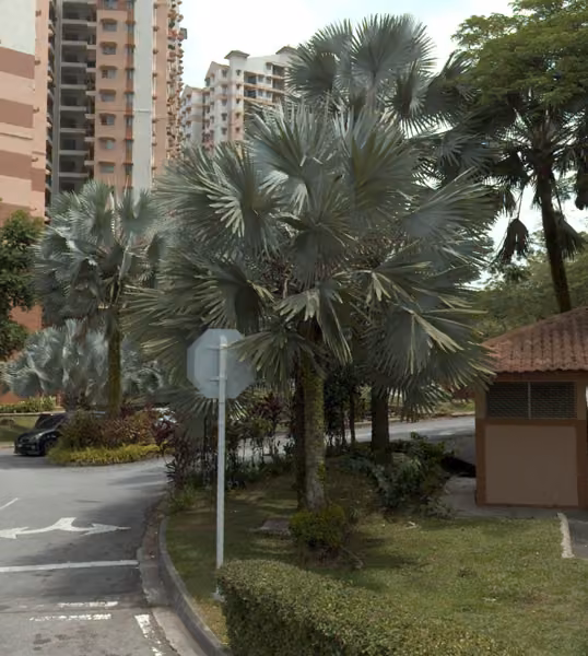 tree photo