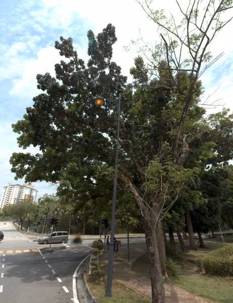 tree photo