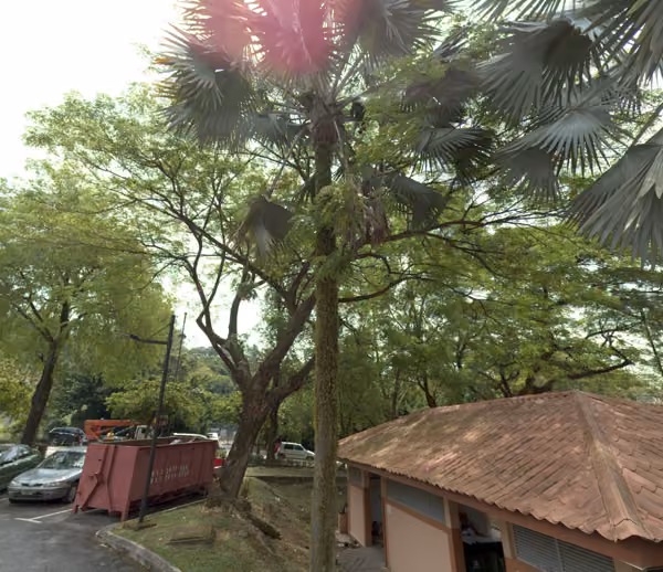tree photo