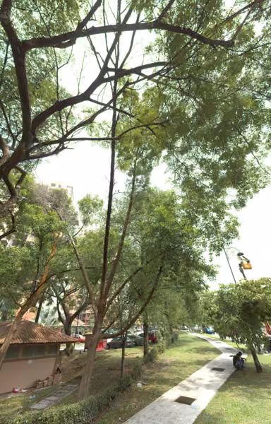 tree photo