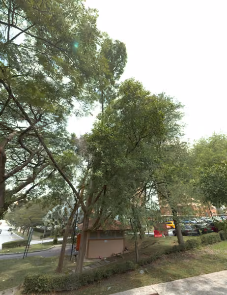 tree photo