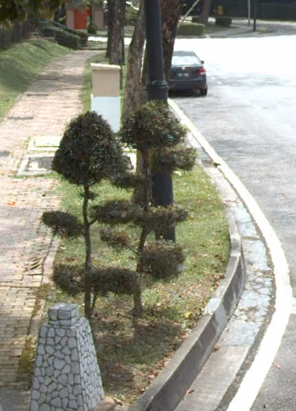 tree photo